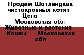 Продам Шотландких чистокровных котят › Цена ­ 5 000 - Московская обл. Животные и растения » Кошки   . Московская обл.